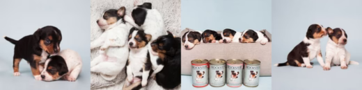 Pupdate and “The Pupster Challenge”
